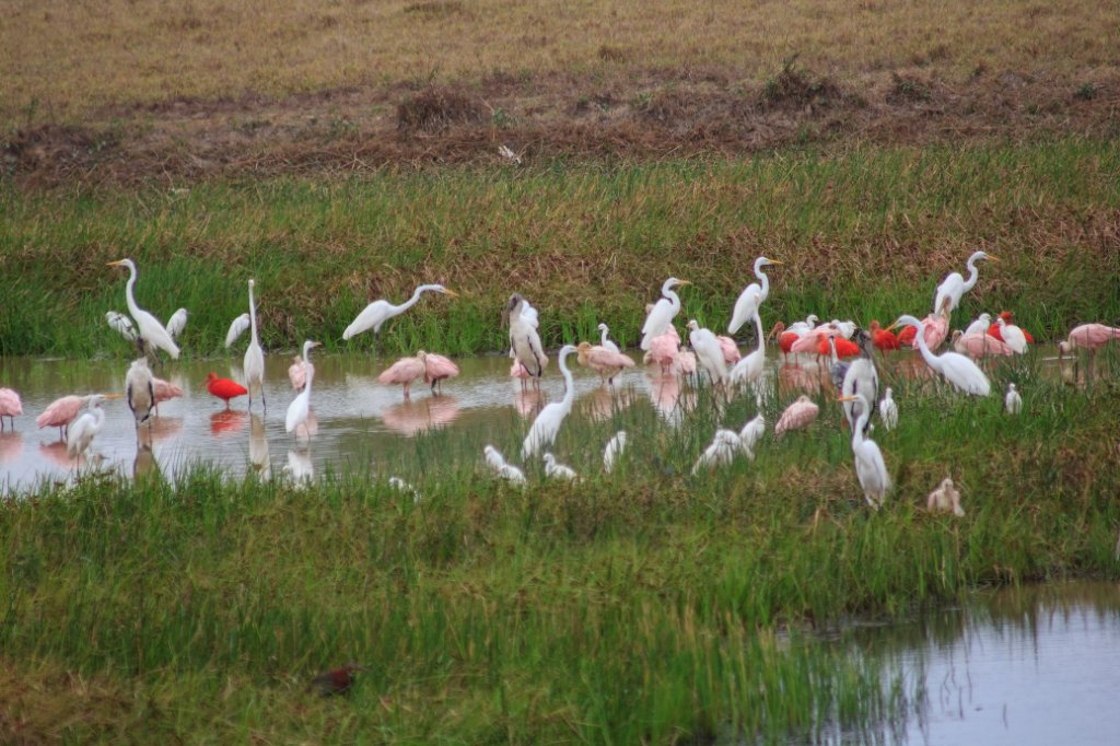 08-All kind of birds.jpg - Herons, scarlet ibises and other birds